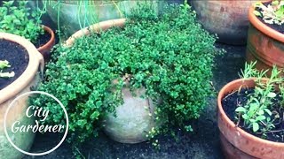 Growing Broadleaf Thyme Cuttings in Water  Great Results [upl. by Valeda]