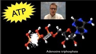 ATP Adenosine Triphosphate [upl. by Eilata135]