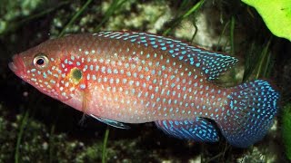 Jewel Cichlid Is Getting Along With The Blood Parrot Cichlid [upl. by Witte]