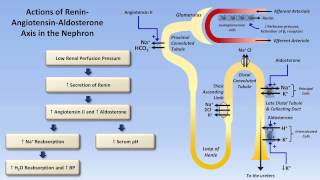 Sodium and Potassium Metabolism Renin Angiotensin Aldosterone and ADH [upl. by Orravan]