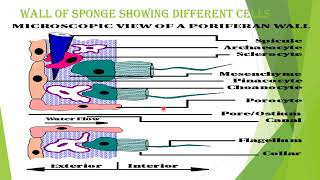 XI Zoology  Porifera  Porifera  Phylum Porifera  Porifera General characters and Classification [upl. by Riccio]