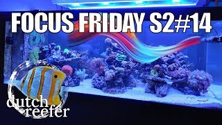 FF S214  Creating Optimal Flow in a Reef Tank [upl. by Biddle]