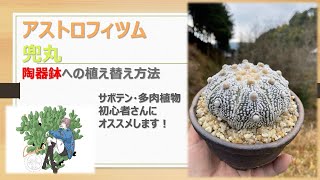 【 サボテン 】アストロフィツム・兜丸の植え替え、注意するポイント、管理方法 [upl. by Hazelton]