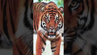 SONIDO DE TIGRE – SONIDO DE ANIMALES – efecto de sonido [upl. by Joete]