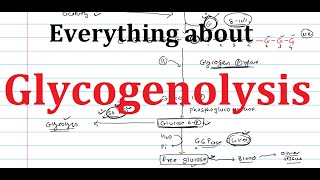 19 Glycogenolysis  Glycogen Breakdown  Biochemistry  Metabolism [upl. by Ard]