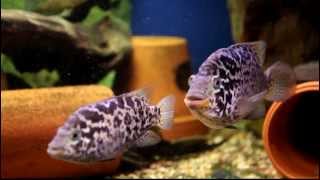 Nandopsis tetracanthus  Cuban Cichlid [upl. by Quill880]