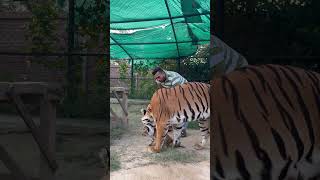 Tigress with cubs MashaAllah faiziwildlife [upl. by Wall]