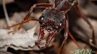 Des fourmis tueuses documentaire complet en francais YouTube 2 [upl. by Ynez]