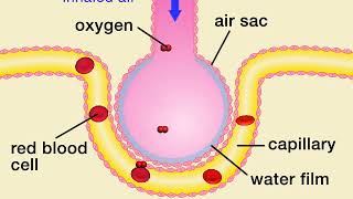 Alveolar Exchange Animation  Respiratory Physiology [upl. by Sirret151]