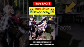 Ganesh immersion mistakes factsintelugu 😭మందించయ్య😭 amazingfacts truefacts shorts [upl. by Dlopoel]