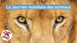 La Journée internationale des animaux  QUATRE PATTES [upl. by Bernie]