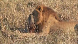 Savuti lions kill a warthog HD version [upl. by Hairahcaz665]