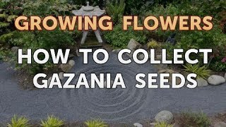 How to Collect Gazania Seeds [upl. by Atinnor]