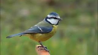 Mésange bleue  Chant  Cyanistes caeruleus [upl. by Shafer]