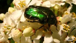 Le Scarabée doré Cetonia Aurata Dieu de lEgypte Rose chafer Macro [upl. by Yracaz]