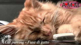 FUSA DI GATTO REALI  PURRING CAT  per Rilassarsi e per Dormire [upl. by Llennej]