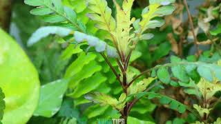 Hygrophila pinnatifida TODO LO QUE DEBES DE SABER  AquaTips [upl. by Walcott]