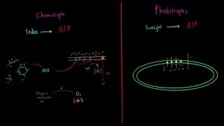 Chemotrophs vs Phototrophs EVERYTHING YOU NEED TO KNOW Biology Metabolism MCAT [upl. by Eeliab]