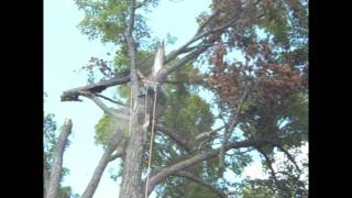 Sugar maple management after 2011 summer storm near Wakefield Quebec Canada [upl. by Aehsan]