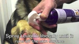 Leucillin Antiseptic Skincare  How To Use [upl. by Nylesoj]