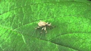 Nut Weevil Curculionidae Curculio on Leaf [upl. by Anirbac487]