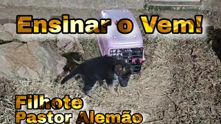 Como ensinar o junto pro meu cachorro Pastor Alemão filhote [upl. by Ralleigh]