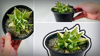 How did this plant got its name  TIGERS JAW  FAUCARIA TIGRINA  多肉植物  다육이들  SUCULENTAS  सरस [upl. by Norabal537]