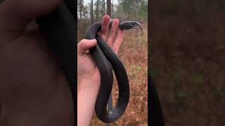 Why do snakes shed their skin 😳 [upl. by Yleek]