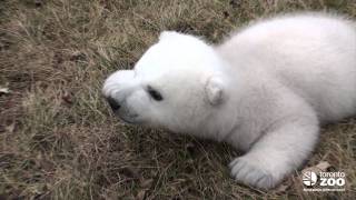 Toronto Zoo polar bear cub 2 months [upl. by Ehctav]