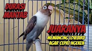 JUARANYA Memancing Lovebird Agar Cepat Ngekek Panjang Labet FIGHTER DURASI MANTAB RESPONNYA Cepat [upl. by Nahtnhoj]