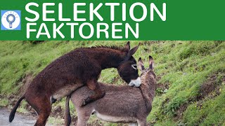 Selektionsfaktoren Abiotische Biotische Sexuelle Selektion  Evolution 14 [upl. by Hurst]