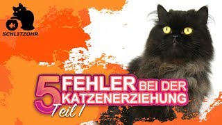 🔥5 Fehler in der Katzenerziehung  Tipps zur Erziehung von Katzen  Katze erziehen  Teil 1 [upl. by Lohner]