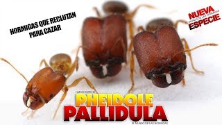 HORMIGAS QUE RECLUTAN PARA CAZAR  Pheidole pallidula [upl. by Firmin628]