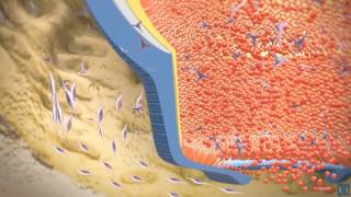 3D modeling  Root tooth development [upl. by Suzan]