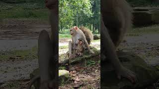 delightful baby macaques Nature Macaques macaque cute babymonkey animals babymonky babyprimate [upl. by Geoffrey]