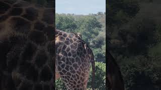 Redbilled Oxpeckers grooming a Giraffe in Kruger Park wildlife krugerpark safari nature [upl. by Shaylah205]