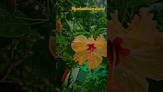 mandara mandara 🌺🌺 mandara mandaram bhagamathi song telugu devotional flowers [upl. by Ethbinium]