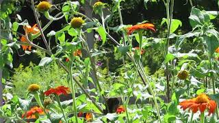 Goldfinches and Hummingbirds Everywhere [upl. by Lunneta]