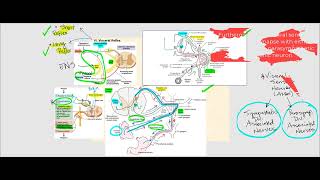 Lecture Video 8 Autonomic Nervous System ANS [upl. by Nnylrahc]