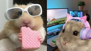 Some Funny Hamster Videos To Improve Your Day 😂 Hamster Compilation 🐹 [upl. by Warp]