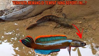 Menemukan Channa Limbata Di Sungai Yang Besar  Mancing Ikan Channa Limbata Biru Gondrong [upl. by Banebrudge655]