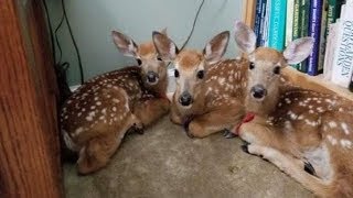 Woman Leaves Back Door Open During Storm And Finds 3 Baby Deers In Her Living Room [upl. by Ahsenek]