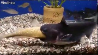 Catfish eats another fishes and doubles in size [upl. by Hildegarde]