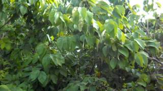 Cherimoya fruit growth on mature treesAVI [upl. by Leinnad]