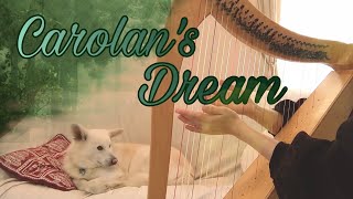 アイリッシュハープ カロランズ・ドリーム OCarolans Dream [upl. by Rettig]