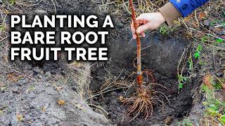 How to Plant a Bare Root Fruit Tree with TomSpellman [upl. by Cristoforo]