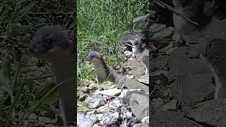 Baby Stoats First Time Out in Sunshine 😍🐾 shorts [upl. by Lanam]