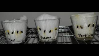 See our seed germinate with Plasma Water [upl. by Notniv]