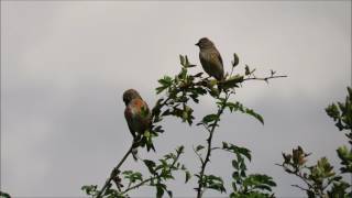 Linnet Carduelis cannabina [upl. by Kassandra]