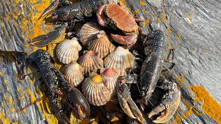 Epic Foraging Adventure Giant Lobster Crab Scallops and a Beach Cookup [upl. by Hosbein928]